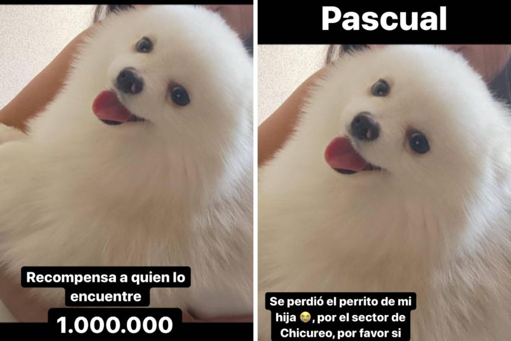 Pascual, cachorrinho da filha de Arturo Vidal