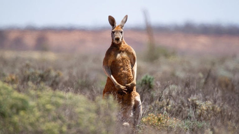 Viral: Australiano é morto por canguru que mantinha como animal de estimação, diz polícia