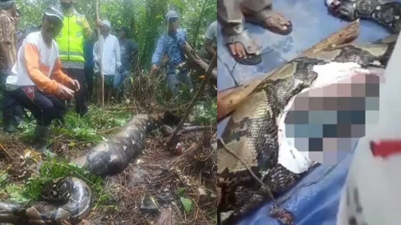 Viral: cobra píton engole mulher de 54 anos na Indonésia; veja foto