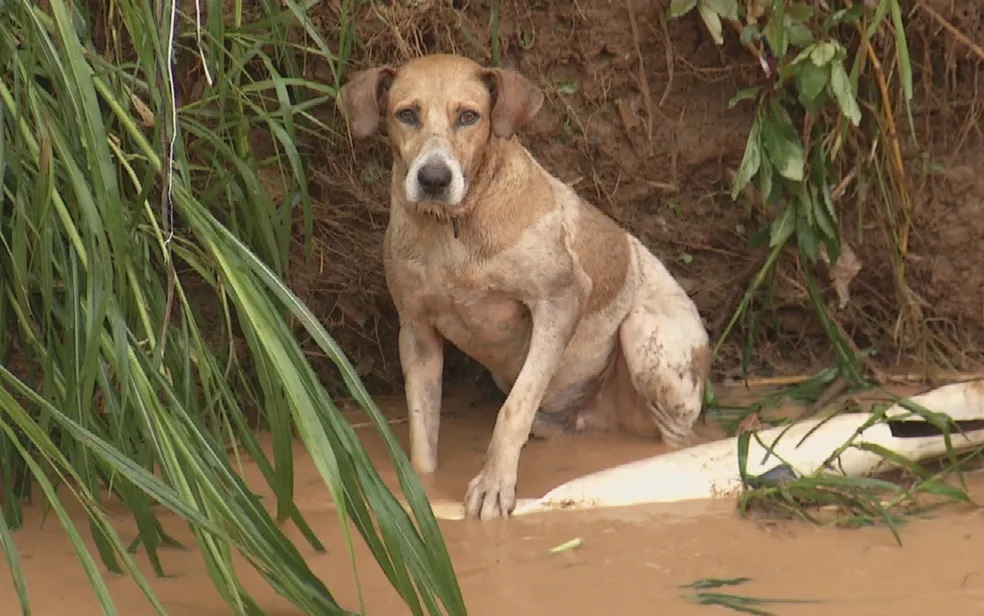 Impressionante! Cachorro salva mulher de tentativa de estupro após ela ter a casa invadida